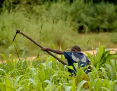 MAPINDUZI YA KILIMO NA UFUGAJI MAGEREZA TANZANIA  -pesatu.co.tz